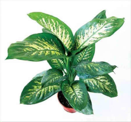 DIEFEMBAQUIA TROPIC Ø:22