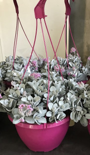 KALANCHOE PUMILA Ø25