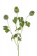 AMAPOLA 68CM VERDE