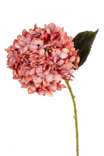 HORTENSIA 55CM CORAL