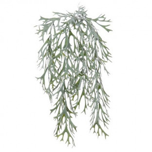 PLATHYCERIUM 60CM. VERT