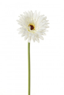 GERBERA 58 CM BLANC