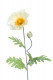 AMAPOLA 74CM CREMA