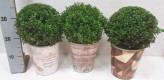 BUXUS