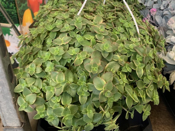 CRASULA PELLUCIDA Ø22