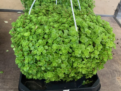 SEDUM JOHN CREECH Ø22