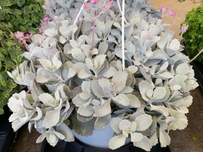 KALANCHOE PUMILA Ø22