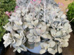 KALANCHOE PUMILA Ø22
