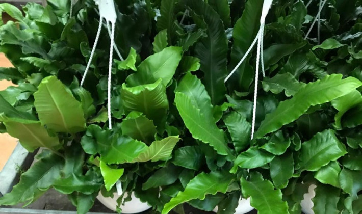 ASPLENIUM NIDUS Ø:20