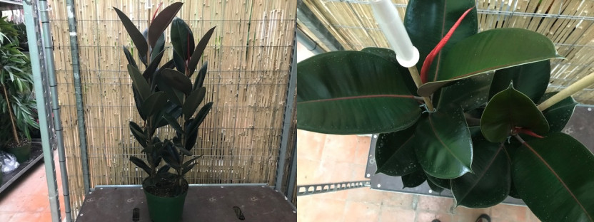 FICUS ELASTICA ROBUSTA Ø:26 ( 3 TRONCOS )