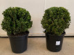 BUXUS