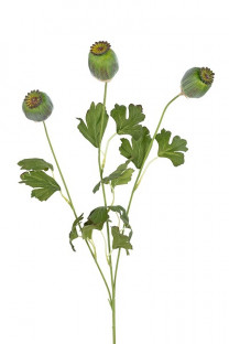 AMAPOLA 68CM VERDE