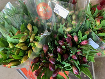 ALSTROMELIA MIX 80CM X10 TLLS