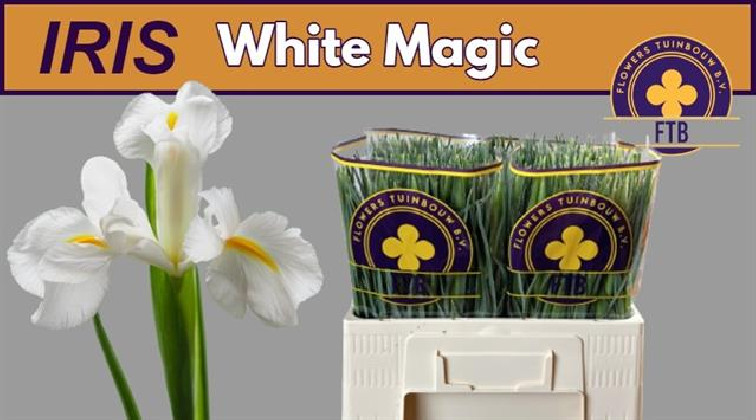 IRIS BLANCO X10 TLLS.