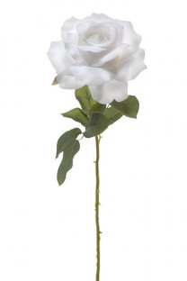 ROSA BLANCA VELOURS 60CM