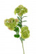 SEDUM X 3 55CM VERDE