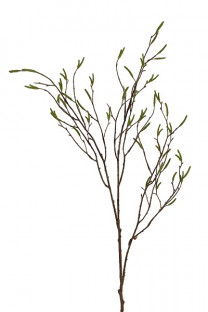 ABEDUL RAMA 103CM VERDE