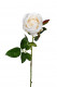 ROSA 57CM BLANCA