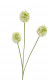 ALLIUM 80CM BLANCO