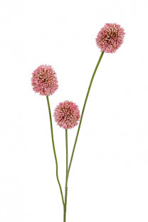 ALLIUM 80CM ROSA