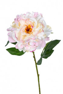 PAEONIA 78CM CREMA-ROSA