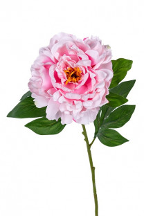 PAEONIA 78CM ROSA