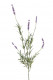 LAVENDA 67CM LILA