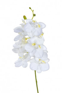 PHALAENOPSIS 40 CM BLANC
