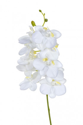 PHALAENOPSIS 40 CM BLANC