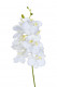 PHALAENOPSIS 40 CM BLANC