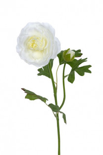 RANUNCULUS 53 CM BLANCO