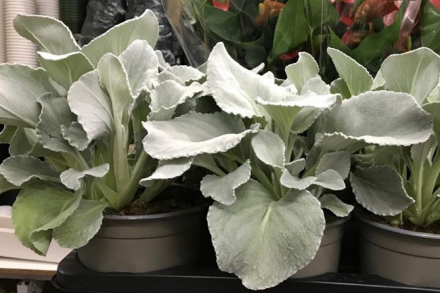 SENECIO CANDICAN Ø17 GRIS