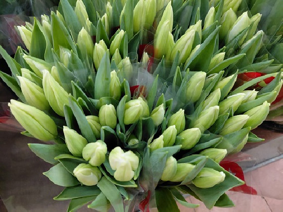 TULIPAN BLANCO POMO X10 TLLS.