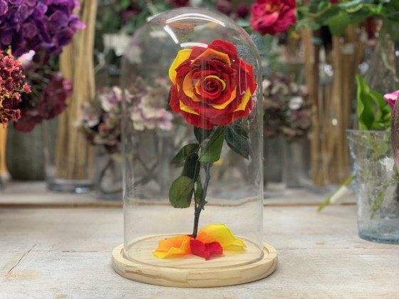 CUPULA ROSA PRESERVADA CATALANA SUP.