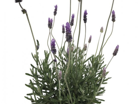 LAVANDULA ANGUSTIFOLIA Ø17