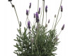 LAVANDULA ANGUSTIFOLIA Ø17