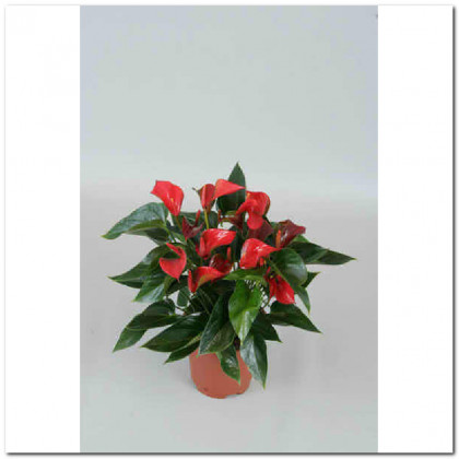 ANTHURIUM NANO Ø:12 ROJO