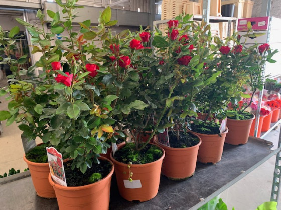 ROSAL ZEPETI Ø19
