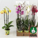 PHALAENOPSIS MIX Ø:12-60CM 3 VARAS