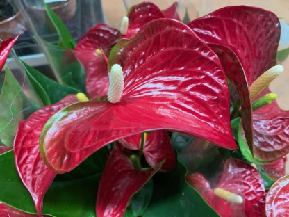 ANTHURIUM ARISTO Ø:14