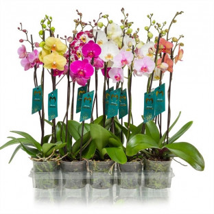 PHALAENOPSIS MIX Ø:12-60CM 2T MIX