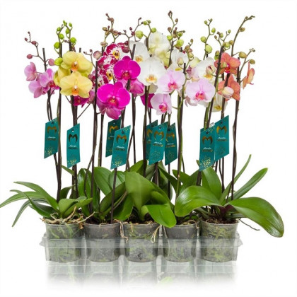PHALAENOPSIS MIX Ø:12-60CM 2T MIX