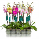 PHALAENOPSIS MIX Ø:12-60CM 2T MIX