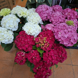 HORTENSIA MIX Ø:22