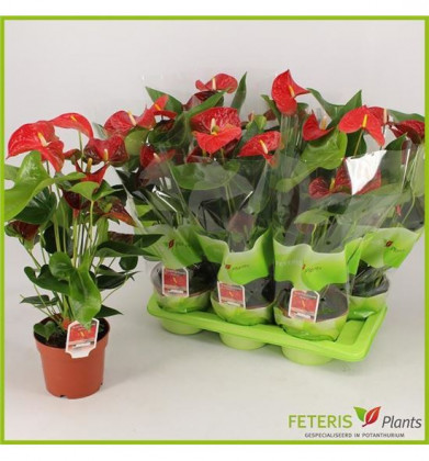 ANTHURIUM OKLAHOMA Ø17