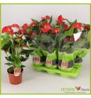 ANTHURIUM OKLAHOMA Ø17