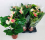 ANTHURIUM ANDREAUM PINK LOVE Ø17