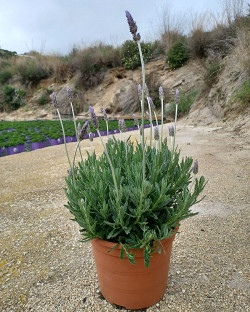 LAVANDULA DENTATA Ø23
