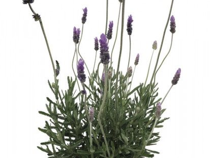 LAVANDULA ANGUSTIFOLIA Ø17