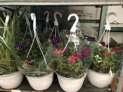 VERBENA Ø24